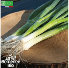 Photo d'OIGNON CIBOULE Ishikura Long White - La Semence Bio