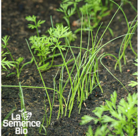 Premières pousses d'OIGNON CIBOULE Ishikura Long White - La Semence Bio