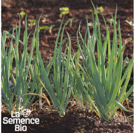 Jeune plant d'OIGNON CIBOULE Ishikura Long White - La Semence Bio