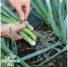 Récolte d'OIGNON CIBOULE Ishikura Long White - La Semence Bio