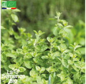 Photo d'ORIGAN commun - La Semence Bio