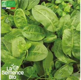 Photo d'OSEILLE commune - La Semence Bio