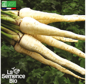 Photo de PANAIS Demi-long de Guernesey - La Semence Bio