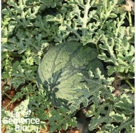 Plant à maturité de PASTÈQUE Sugar Baby - La Semence Bio