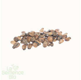 Graines de PÂTISSON blanc - La Semence Bio