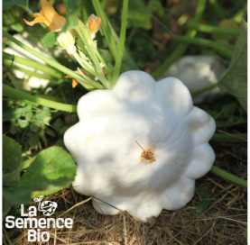 Plant à maturité de PÂTISSON blanc - La Semence Bio