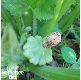 Plant en cours de croissance de PÂTISSON blanc - La Semence Bio
