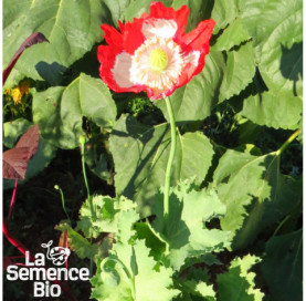 Plant à maturité de PAVOT Danish Flag - La Semence Bio