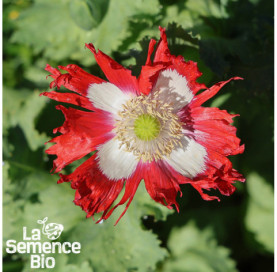 Gros plan de PAVOT Danish Flag - La Semence Bio