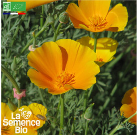 Photo de PAVOT de Californie - La Semence Bio