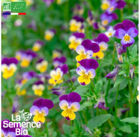 Photo de PENSÉE sauvage - La Semence Bio