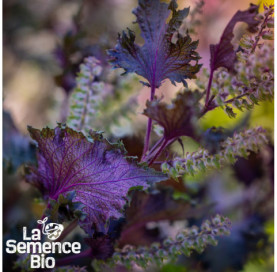 Gros plan de PERILLA pourpre - La Semence Bio