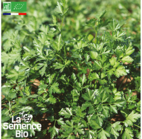 Photo de PERSIL commun - La Semence Bio