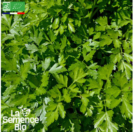 Photo de PERSIL Géant d'Italie - La Semence Bio