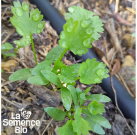 Premières pousses de PERSIL Géant d'Italie - La Semence Bio