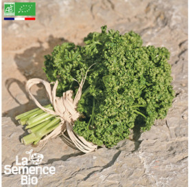Photo de PERSIL frisé vert foncé Moskrul - La Semence Bio