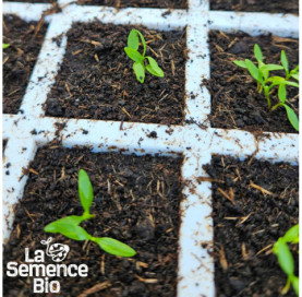 Premières pousses de PERSIL frisé vert foncé Moskrul - La Semence Bio