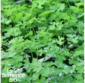 Jeune plant de PERSIL frisé vert foncé Moskrul - La Semence Bio