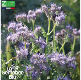 Photo de PHACÉLIE  - La Semence Bio