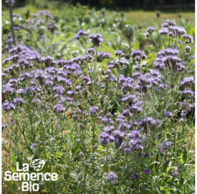 Plant à maturité de PHACÉLIE  - La Semence Bio