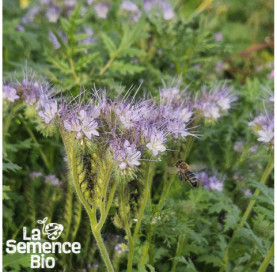 Gros plan de PHACÉLIE  - La Semence Bio