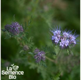 Gros plan de PHACÉLIE  - La Semence Bio