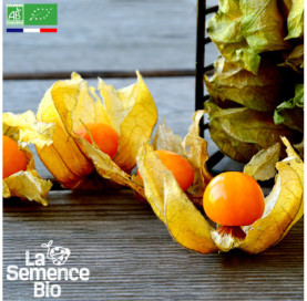 Photo de PHYSALIS Coqueret du Pérou - La Semence Bio
