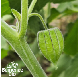Plant en cours de croissance de PHYSALIS Coqueret du Pérou - La Semence Bio