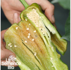 Graines de PIMENT végétarien - La Semence Bio