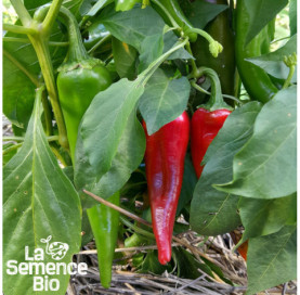 Plant à maturité de PIMENT végétarien - La Semence Bio