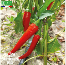 Photo de PIMENT de Cayenne - La Semence Bio