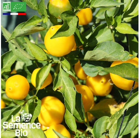 Photo de PIMENT Bonbon Pfefferoni - La Semence Bio