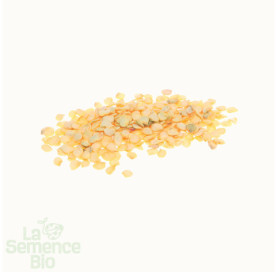 Graines de PIMENT basque Gorria - La Semence Bio