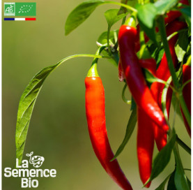 Photo de PIMENT Sucette de Provence - La Semence Bio