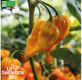 Photo de PIMENT Hot Habanero orange - La Semence Bio