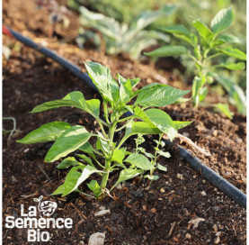 Jeune plant de PIMENT Hot Habanero orange - La Semence Bio