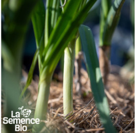 Jeune plant de POIREAU Fantassin - La Semence Bio