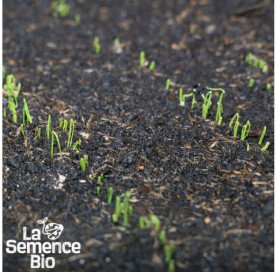 Premières pousses de POIREAU Armor - La Semence Bio