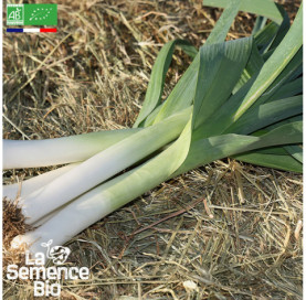 Photo de POIREAU Géant d'Hiver - La Semence Bio