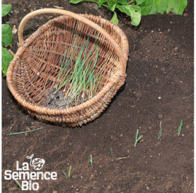 Jeune plant de POIREAU Géant d'Hiver - La Semence Bio