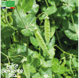 Photo de POIS mangetout à rame Sweet Horizon - La Semence Bio