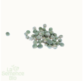 Graines de POIS mangetout à rame Sweet Horizon - La Semence Bio