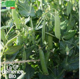 Photo de POIS à écosser nain Karina - La Semence Bio