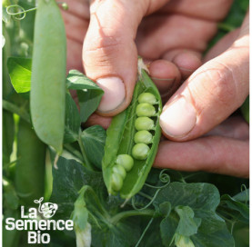 Récolte de POIS à écosser nain Karina - La Semence Bio