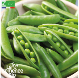 Photo de POIS à écosser demi-rame Rondo - La Semence Bio