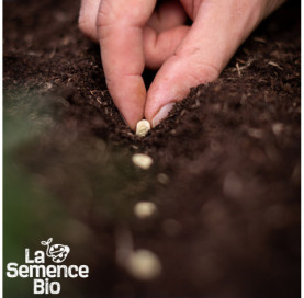 Semis de POIS à écosser demi-rame Rondo - La Semence Bio