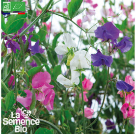 Photo de POIS DE SENTEUR en mélange - La Semence Bio