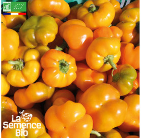Photo de POIVRON Mandarine - La Semence Bio
