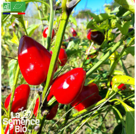 Photo de POIVRON Caviar Calabrais - La Semence Bio