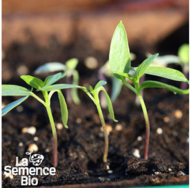 Premières pousses de POIVRON Caviar Calabrais - La Semence Bio